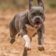 5 Fakta Menarik Anjing Pitbull, Merupakan Hewan Peliharaan yang Populer