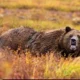 6 Fakta Menarik Beruang Grizzly, Predator yang Bisa Berlari Secepat 56km