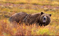 6 Fakta Menarik Beruang Grizzly, Predator yang Bisa Berlari Secepat 56km