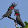 5 Fakta Burung Kakaktua Raja, Burung yang Memiliki Paruh yang Keras dan Mampu Memecahkan Cangkang Keras