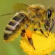 5 Fakta Menarik Lebah, Si Kecil Namun Sangat Bermanfaat Bagi Kehidupan Manusia