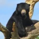 5 Fakta Beruang Madu, Satu – Satunya Beruang yang Hidup di Indonesia