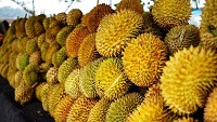 4 Spot Makan Durian yang ada di Lampung, Surganya Pecinta Durian