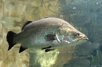 4 Tempat Memancing Ikan Kakap Putih di Cirebon, Cocok Untuk Kamu yang Hobi Memancing Ikan