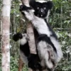6 Fakta Menarik Lemur Indri, Lemur yang Berasal dari Madagaskar dan Pintar Bernyanyi