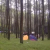 Destinasi Wisata Pohon Pinus Terbaik di Indonesia yang Instagramble