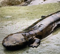 5 Fakta Salamander Besar, Amfibi Terbesar di Dunia
