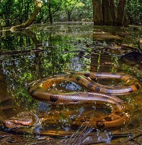 5 Fakta Menarik Ular Anaconda, Ular Terbesar Di Dunia yang Jago Berenang