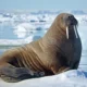 5 Fakta Menarik Walrus, Si Penyelam yang Hebat dan Bergading