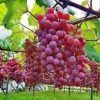 5 Jenis Bibit Anggur Terbaik dan Banyak Dicari di Indonesia