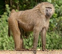 10 Fakta Menarik Tentang Monyet Babon, Monyet yang Sangat Pandai Berenang