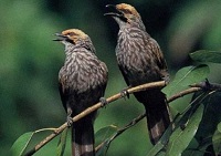 13 Fakta Menarik Burung Cucak Rowo, Burung yang Memiliki Kicau yang Menarik