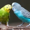 15 Fakta Menarik Burung Parkit, Burung yang Sangat Cerdas dan Cerdik