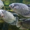 5 Jenis Ikan Konsumsi Air Tawar yang Mudah Dibudidayakan