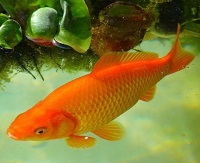 8 Fakta Menarik Ikan Mas, Ikan yang Mudah Dipelihara di Kolam Maupun di Aquarium