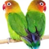 Fakta Menarik Burung Lovebird, Burung Paruh Bengkok yang Setia Dengan Pasangan nya