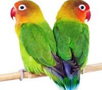 Fakta Menarik Burung Lovebird, Burung Paruh Bengkok yang Setia Dengan Pasangan nya