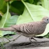13 Fakta Menarik Tentang Burung Perkutut, Burung yang Penuh Mitos dan Memiliki Kicauan yang Khas