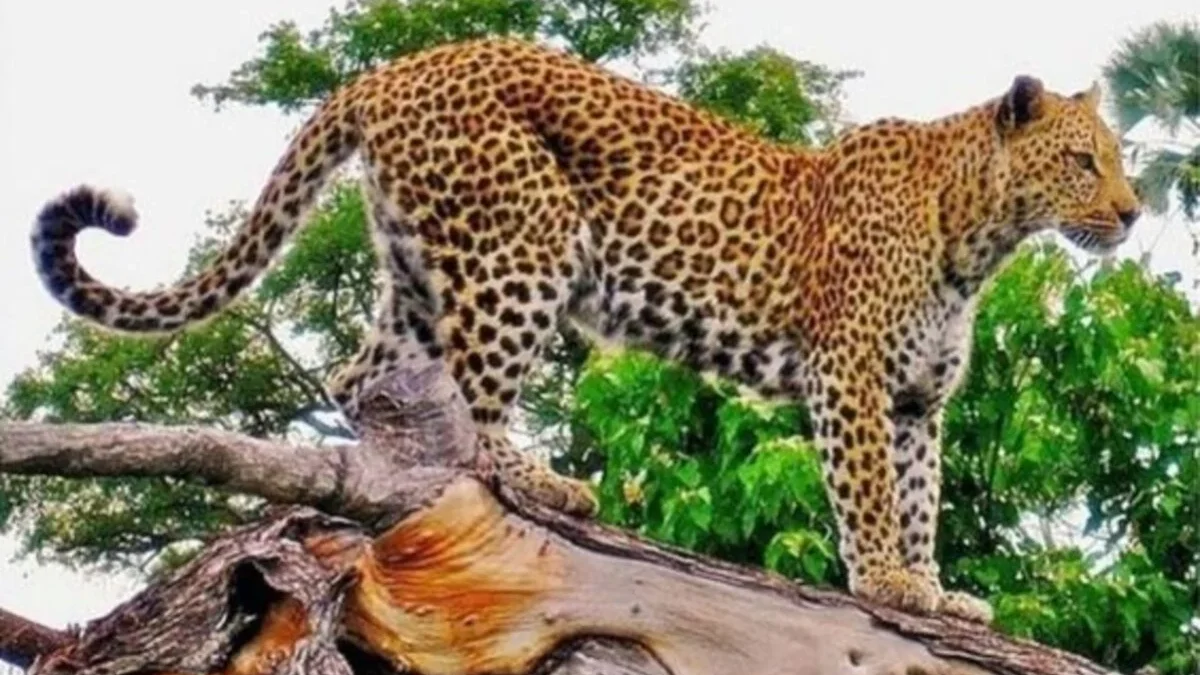 7 Fakta Menarik tentang Macan Tutul Jawa: Kehidupan Langka di Pulau Jawa