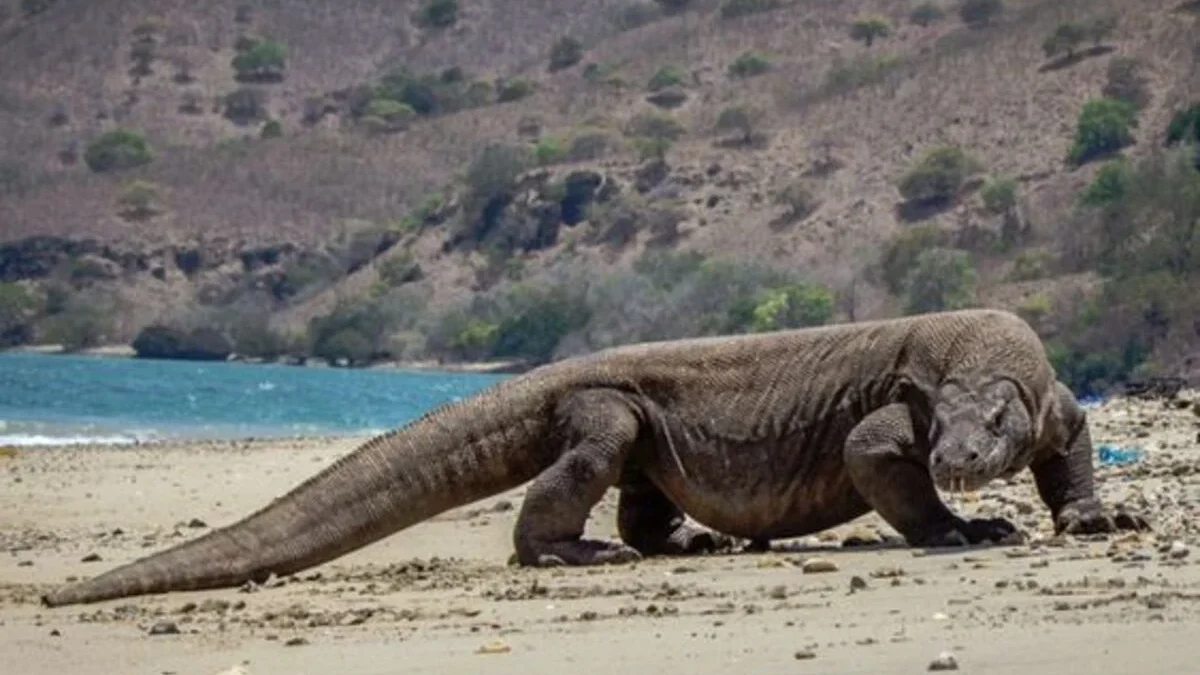 Ungkap 7 Fakta Seru: Mengenal Lebih Dalam Hewan Komodo, Si Predator Terbesar!
