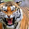 Menyingkap Misteri Harimau Sumatera: 7 Fakta Mengejutkan yang Perlu Anda Ketahui