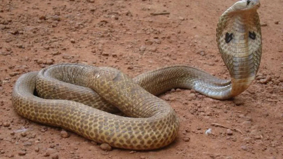 7 Fakta Mengejutkan yang Harus Anda Ketahui tentang Ular Cobra Jawa