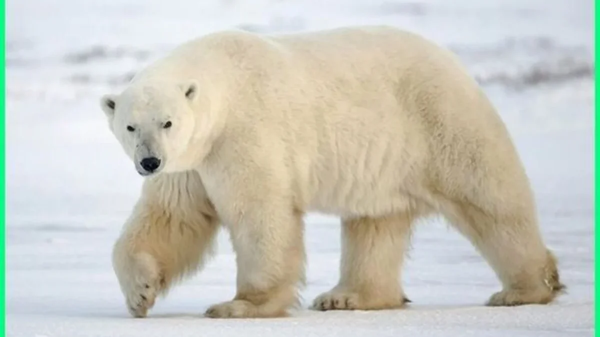 7 Fakta Mengagumkan Tentang Habitat dan Kehidupan Beruang Kutub