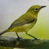 7 Fakta Menakjubkan Burung Pleci: Si Mungil Penuh Kejutan!