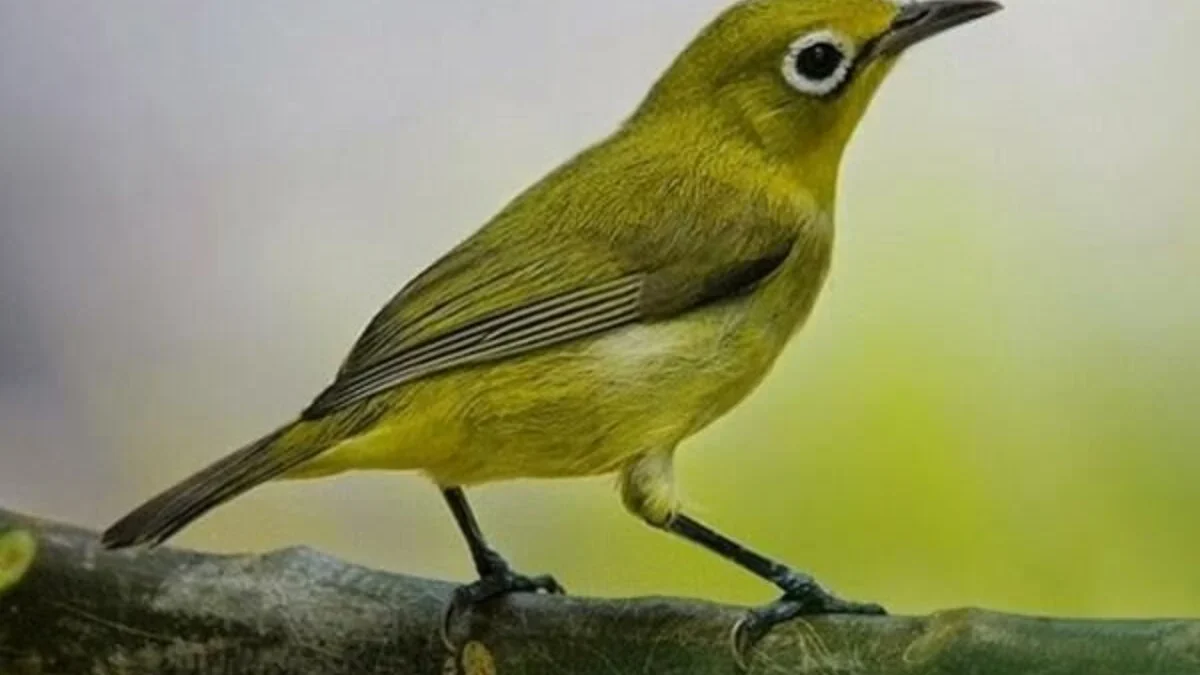7 Fakta Menakjubkan Burung Pleci: Si Mungil Penuh Kejutan!