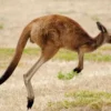 Eksplorasi Ajaib: 7 Fakta Unik yang Membuat Kangguru Sangat Menarik