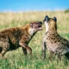 7 Fakta Tersembunyi Tentang Hewan Hyena yang Menakjubkan