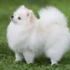 Mengungkap 7 Fakta Menarik Tentang Anjing Pomeranian yang Harus Anda Ketahui