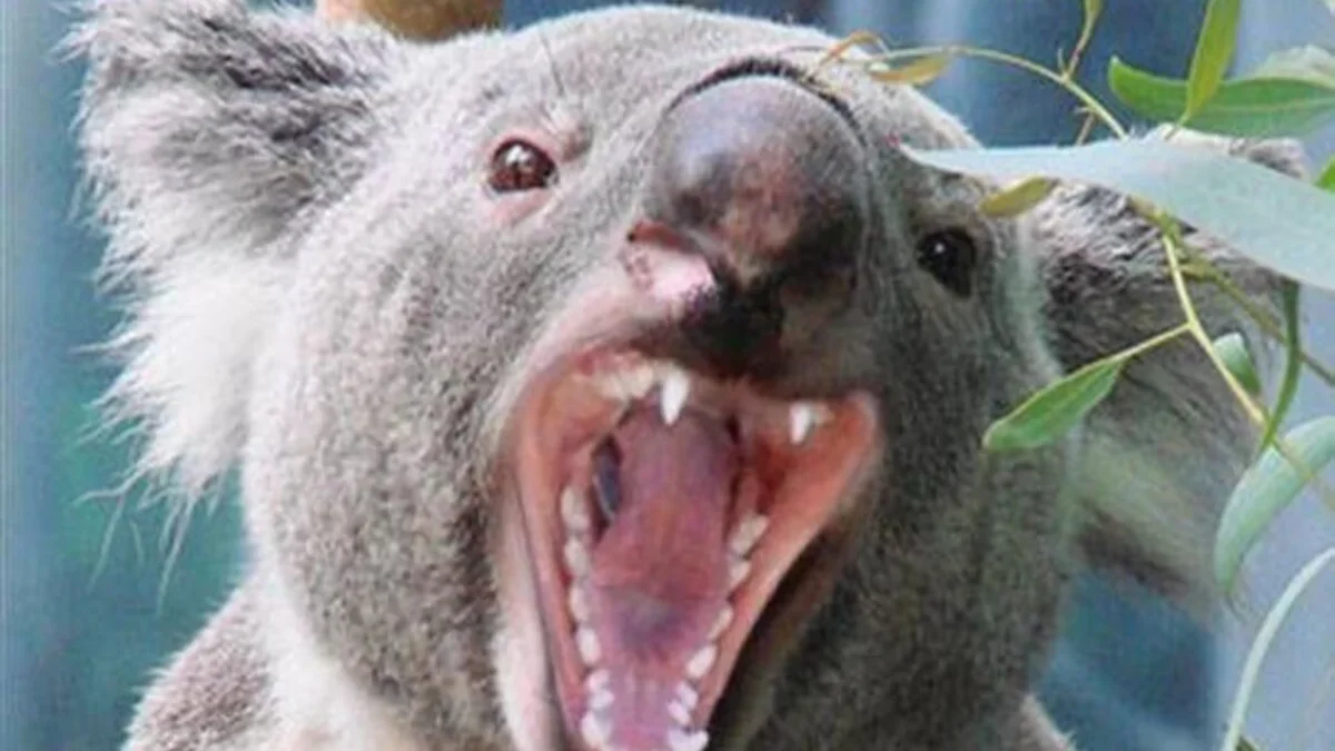 Rahasia Menggemaskan Koala: 7 Fakta Unik yang Jarang Diketahui