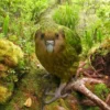 Kakapo: 7 Fakta Menarik Tentang Burung Langka yang Unik