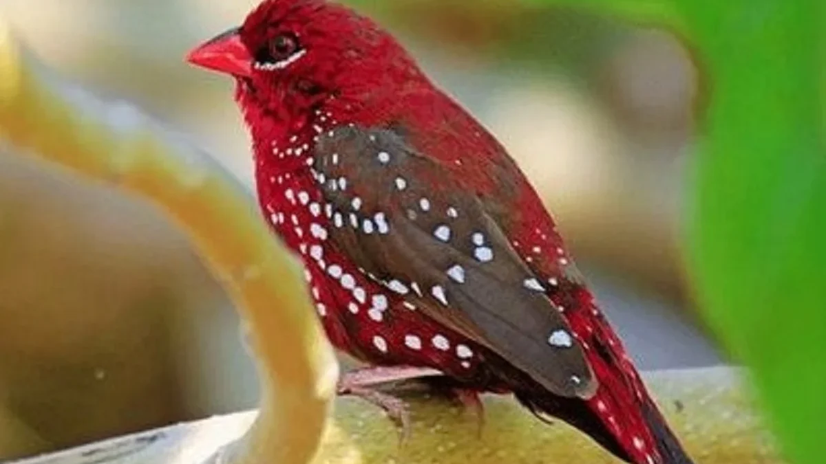 7 Jenis Burung Finch yang Mungkin Belum Kamu Ketahui 