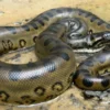 Mengungkap Misteri: 7 Fakta Seru Tentang Ular Anaconda yang Akan Membuat Anda Terpukau!
