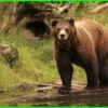 Menjelajah Alam Liar Amerika: Menyingkap Rahasia Habitat dan Persebaran Beruang Grizzly
