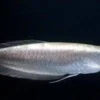 7 Fakta Menarik Tentang Ikan Arwana Silver, Jenis Arwana yang Memiliki Warna yang Sangat Eksotis