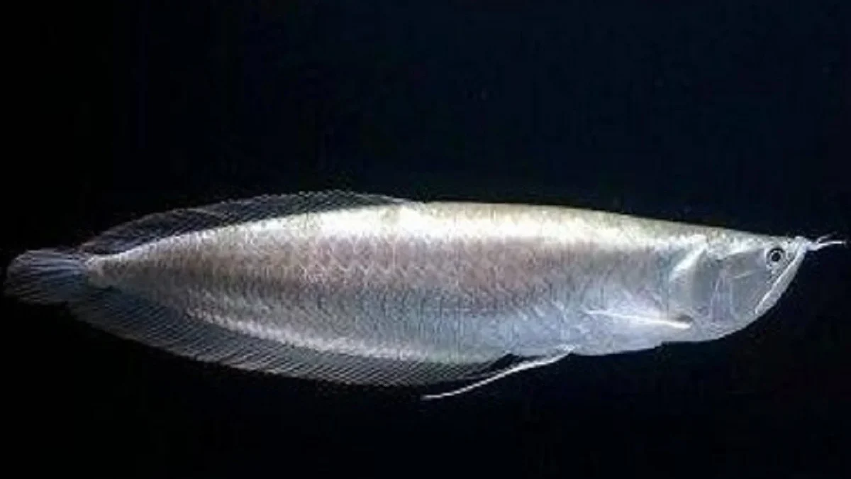 7 Fakta Menarik Tentang Ikan Arwana Silver, Jenis Arwana yang Memiliki Warna yang Sangat Eksotis