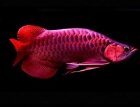 15 Fakta Menarik Tentang Ikan Arwana Super Red, Ikan Predator yang Memiliki Warna Sangat Mencolok