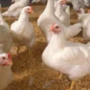 6 Fakta Mengenai Ayam Broiler, Jenis Ayam yang Biasa Dikonsumsi Sehari-hari Oleh Manusia