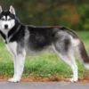 7 Fakta Siberian Husky yang Harus Anda Ketahui Sebagai Pecinta Anjing