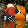 7 Fakta Menarik Tentang Bebek Aix galericulata atau Kerap Disebut Bebek Mandarin