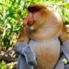 5 Fakta Menarik Tentang Nasalis larvatus atau Bekantan, Si Monyet Hidung Besar 