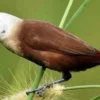 7 Fakta Tentang Burung Lonchura maja atau Burung Bondol Haji yang Harus Kamu Ketahui 
