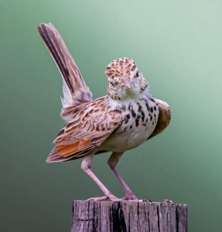 6 Fakta Mengenai Burung Branjangan, Burung yang Dianggap Hama Namun Memiliki Kicauan yang Sangat Merdu Sehingga Menjadi Incara Para Penghobi Burung Kicau
