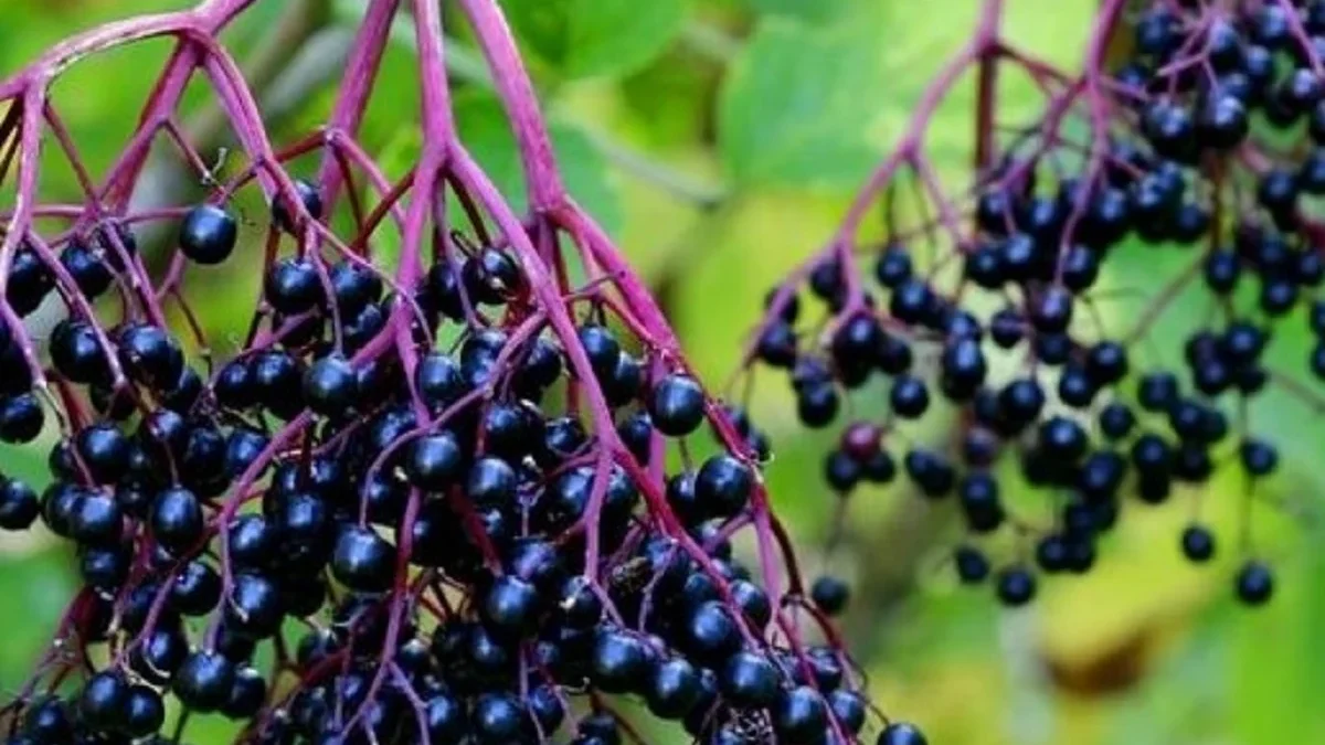 20 Fakta Menarik Mengenai Buah Elderberry, yang Sangat Segar 