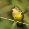 8 Fakta Menarik Burung Avadavat Hijau, Jenis Burung Pipit yang Memiliki Warna Bulu Hijau 
