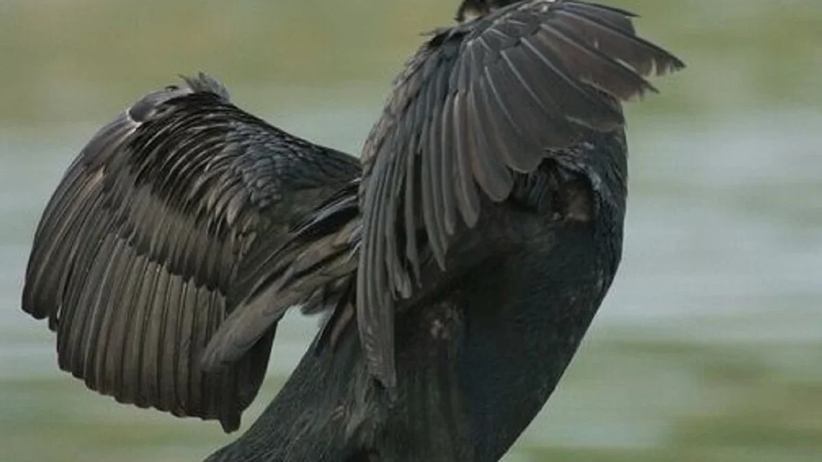 8 Fakta Menarik Mengenai Burung Cormorant, Burung yang Mencari Makan Dengan Cara Unik