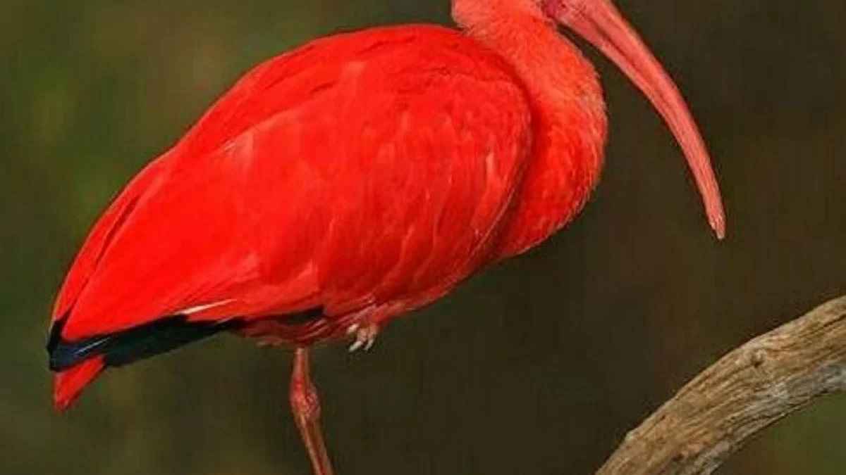 11 Fakta Tentang Burung Ibis, Burung yang Memiliki Paruh yang Sangat Unik 